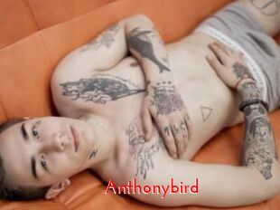Anthonybird