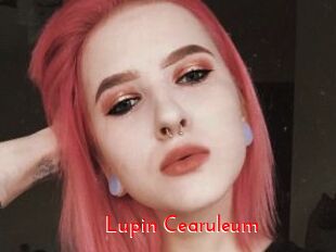 Lupin_Cearuleum