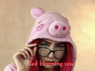 Red_blooming_rose