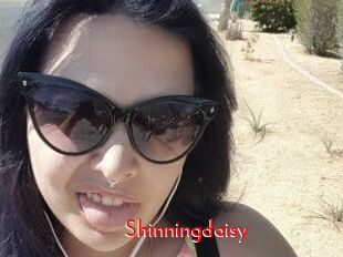 Shinningdaisy