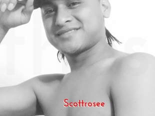 Scottrosee