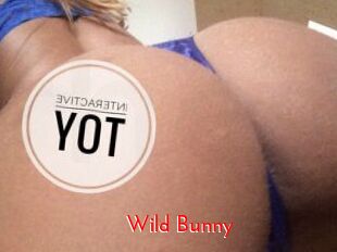 Wild_Bunny_